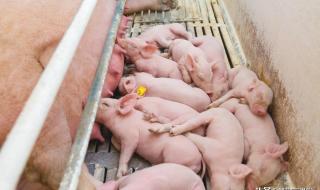 人与猪的DNA 人与猪的DNA